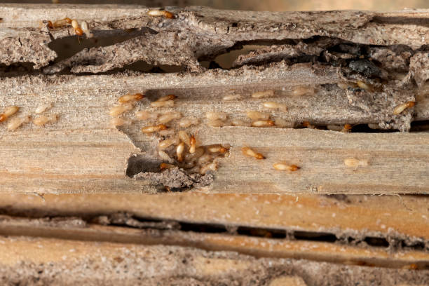 Best Insect Control  in Hillburn, NY
