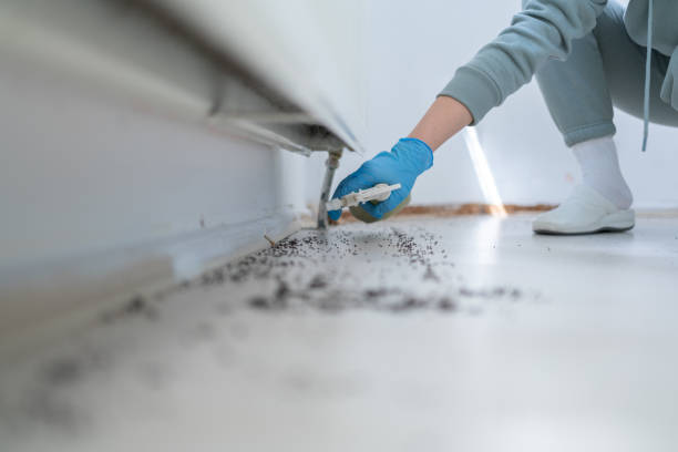 Best Rat Extermination Near Me  in Hillburn, NY